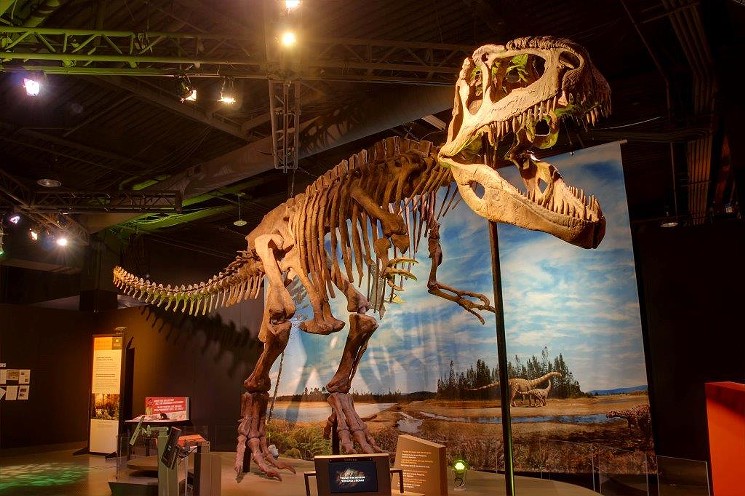 Look at that Giganotosaurus. - COURTESY PEROT MUSEUM