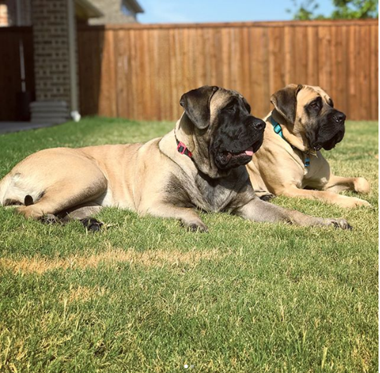 Two is better than one - COURTESY @GUS.AND.GABBY.MASTIFFS