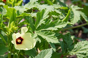 Also learned on the road trip: Okras have beautiful, almost hibiscus-like flowers. - TAYLOR ADAMS