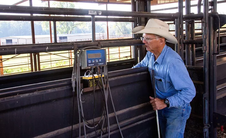 G.C. Ellis nudges a calf onto the scale during the weaning, weighing and vaccination process. - MEREDITH LAWRENCE