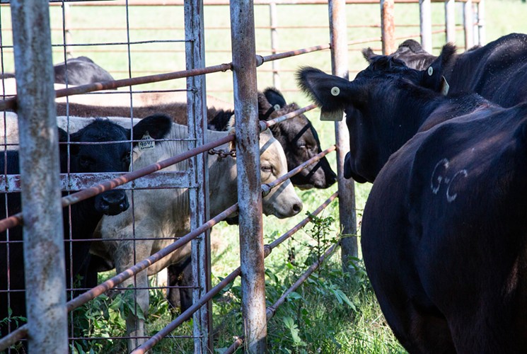 Mothers greet their freshly weaned babies on the other side of the fence. Fenceline weaning is a gentle way of separation that reduces the stress because the cow and calf can still check up on each other. - MEREDITH LAWRENCE