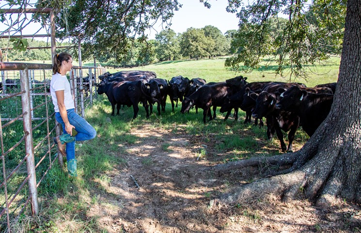 Meredith Ellis watches cows on the G.C. Ranch near Era, Texas. - MEREDITH LAWRENCE
