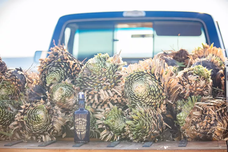 The abundant sotol plant is native to West Texas, though it's seldom used. Desert Door Texas Sotol is the first sotol distillery in North America. - COURTESY DESERT DOOR TEXAS SOTOL