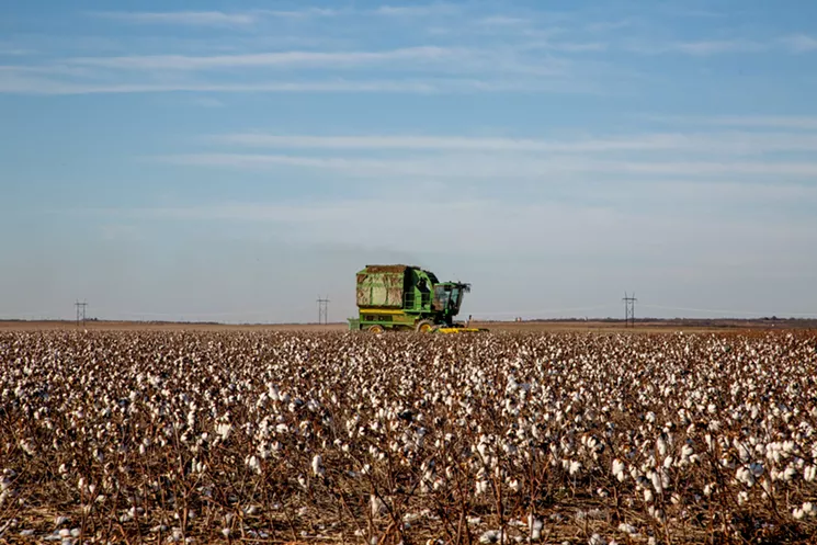 McAlister’s cotton plants didn’t produce enough to be financially worth harvesting and selling this year. He will instead depend on insurance money to make ends meet. - MEREDITH LAWRENCE