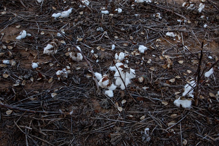 Scattered cotton stalks and bolls from this year’s failed crop will still insulate the earth. - MEREDITH LAWRENCE