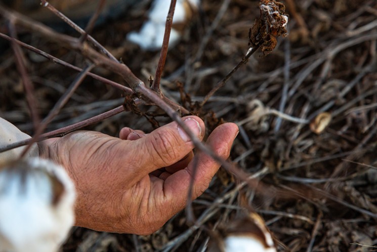 Kenneth McAlister points out where more cotton bolls would have grown if the plant had had more water this year. - MEREDITH LAWRENCE