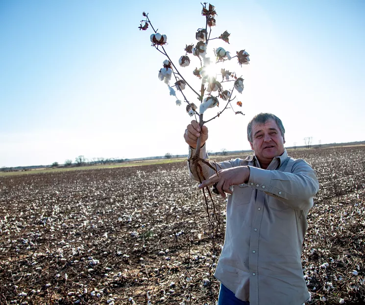 Kenneth McAlister demonstrates how the taproot on a cotton plant digs down into the earth in search of water. - MEREDITH LAWRENCE
