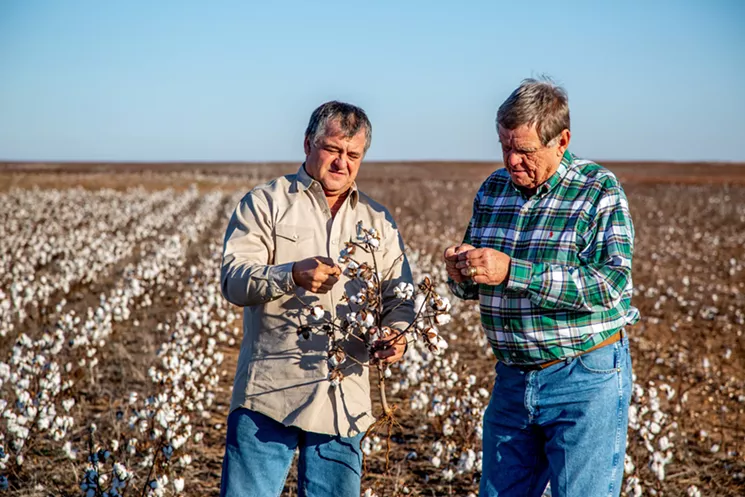 Kenneth McAlister and Barry Mahler inspect some of McAlister’s cotton crop. McAlister’s cotton plants didn’t produce enough to be financially worth harvesting and selling this year. - MEREDITH LAWRENCE