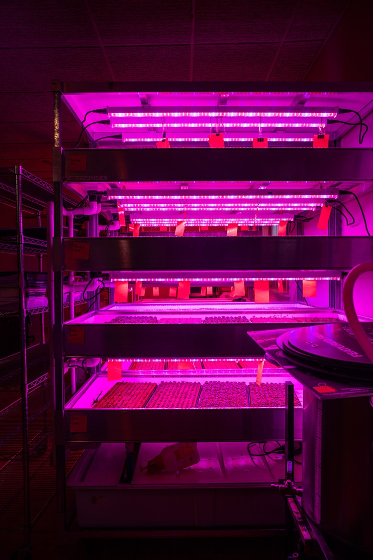 When they started germinating plants under these lights, it cut the total time to harvest by a week. - KATHY TRAN