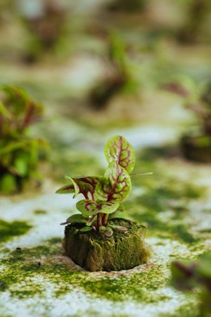 Red-veined sorrel, ready to grow - KATHY TRAN