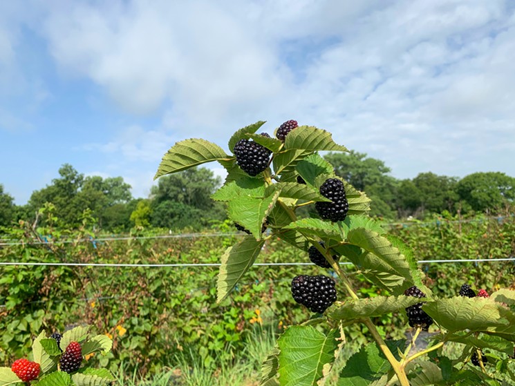 Thousands of people have been trying to land spots at Pure Land Farm to pick their own blackberries: It takes good timing and some luck, it's been so popular this year. - TAYLOR ADAMS