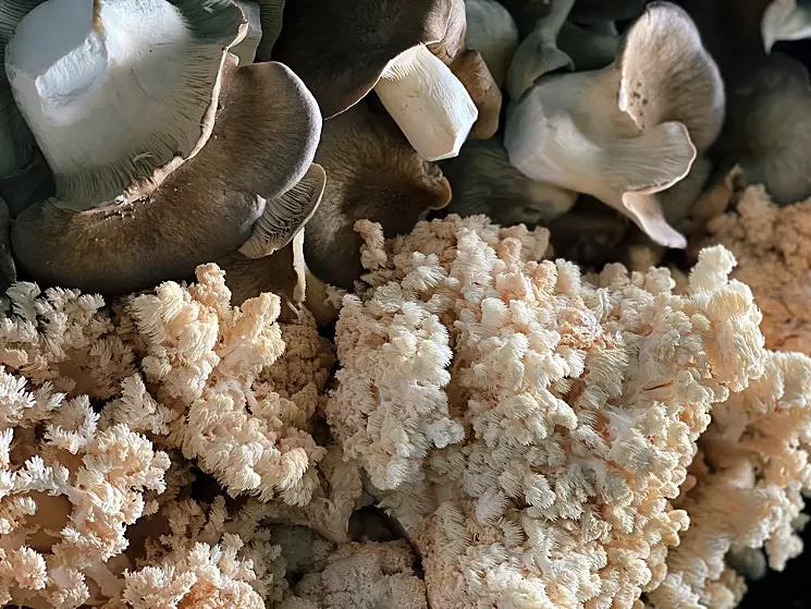 Get adventurous with different varieties of locally grown mushrooms from Texas Fungus. - ASHLEY ANDREWS