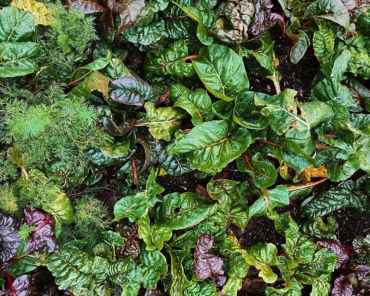 Greens from the Bonton Farms can pretty up your board, and they also provide handy camouflage to hid any cheeses you want to hog for yourself. - ASHLEY ANDREWS