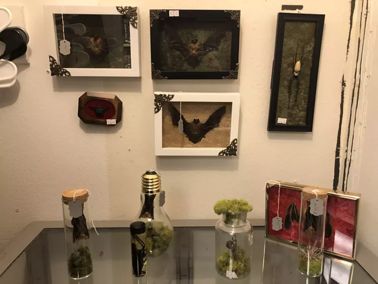 Horror Freak in Bedford offers customers a chance to own a bat specimen preserved behind glass. - DANNY GALLAGHER