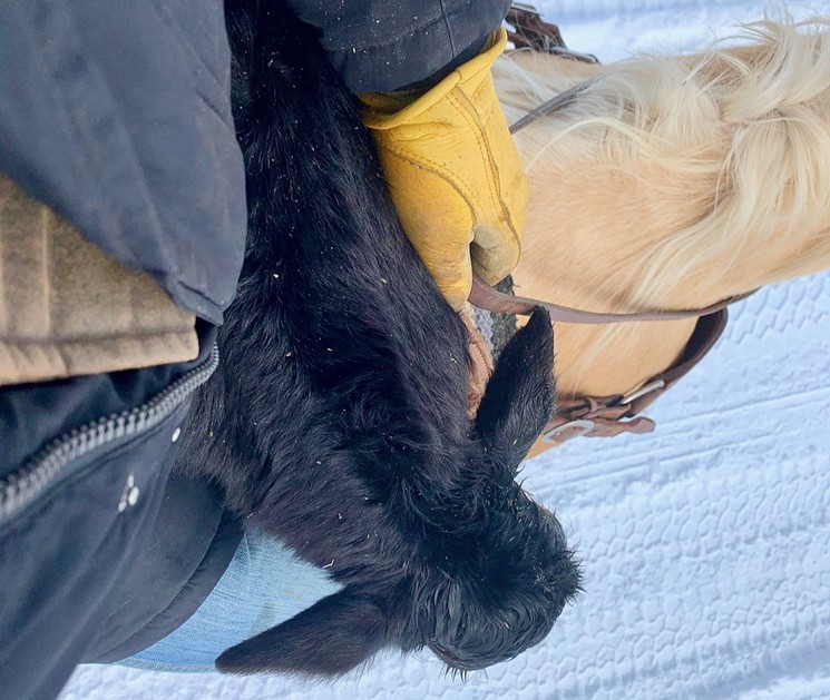 Horse trainer Lin Whetstine rescues a calf from the cold. - HAPPY HOLLOW RANCH