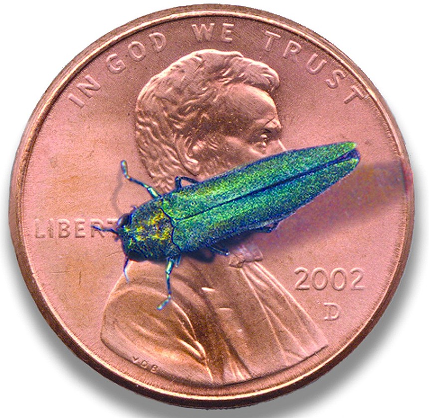 The emerald ash borer is small but lethal to ash trees. - HOWARD RUSSELL, MICHIGAN STATE UNIVERSITY, BUGWOOD.ORG, CC BY 3.0 US, VIA WIKIMEDIA COMMONS