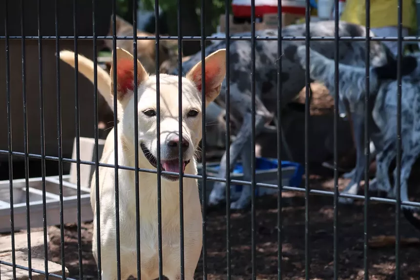 Mutts Canine Cantina hosts National Rescue Dog Day events with Camp Gladiator on Saturday. - LAUREN HAWKINS