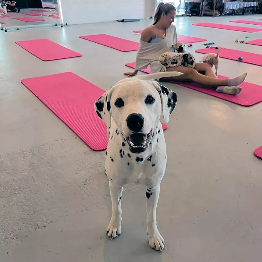 Dalmation puppy yoga