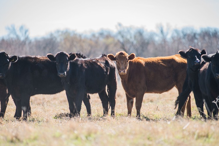 Cattle on Taggart's ranch in Grandview, Texas - CAN TURKYILMAZ