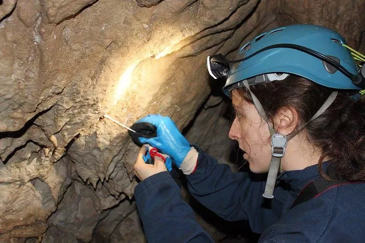 Technician Ellen Whittle swabs a tri-colored bat. - MELISSA MEIERHOFER, TEXAS A&M INSTITUTE OF RENEWABLE NATURAL RESOURCES