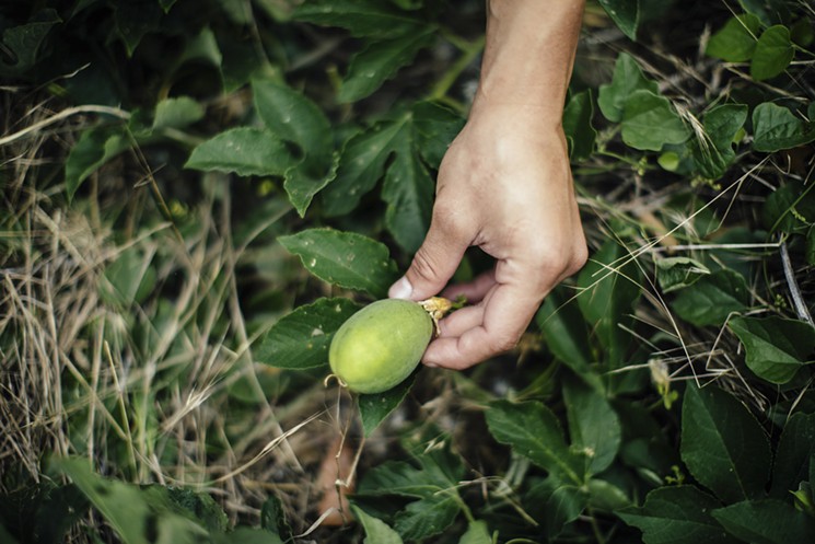 Norris discovers passion fruit while foraging in Cedar Ridge preserve. - KATHY TRAN