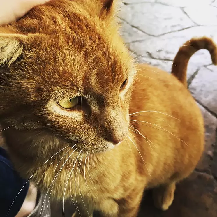 Bruce used to hang out at Ten Bells every day, Dahlke says, but he's been gone for at least three months. - COURTESY OF MERI DAHLKE