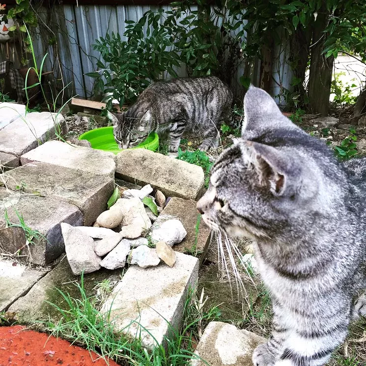 Irene (front) is Stripey's child, Dahlke says, and both cats have been missing for a several months. - COURTESY OF MERI DAHLKE