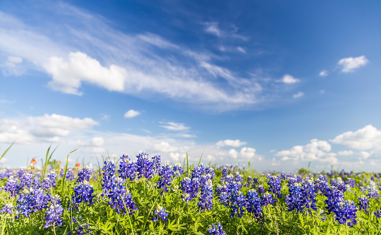 Bluebonnets are God's gift to Texas.