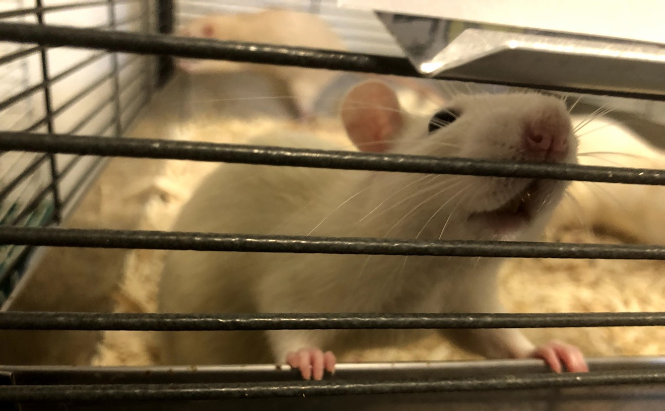 DFW Rat Rescue adopts and finds loving homes for domesticated rats that founder and co-operator Mary Matthews says are sweet, social and friendly just "like small dogs."