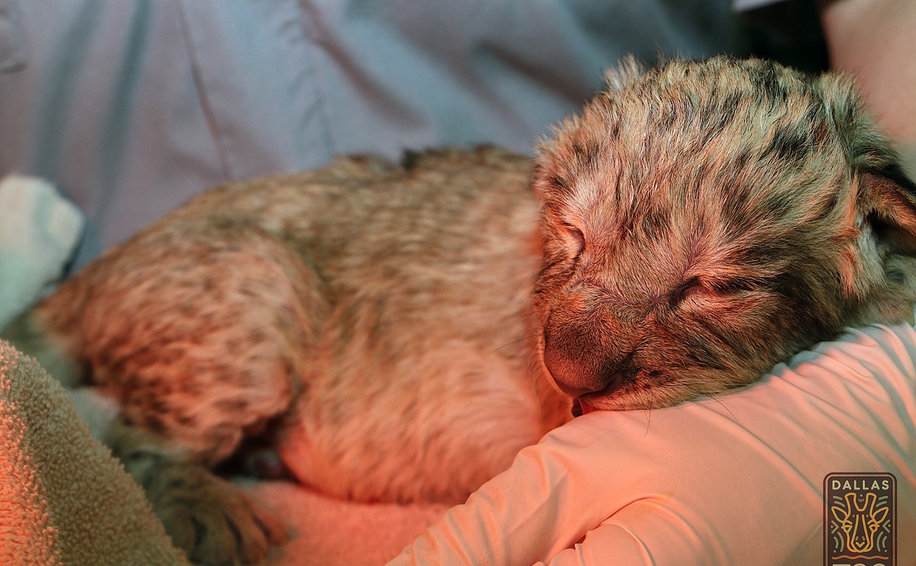 The baby lion Bahati, just after birth.