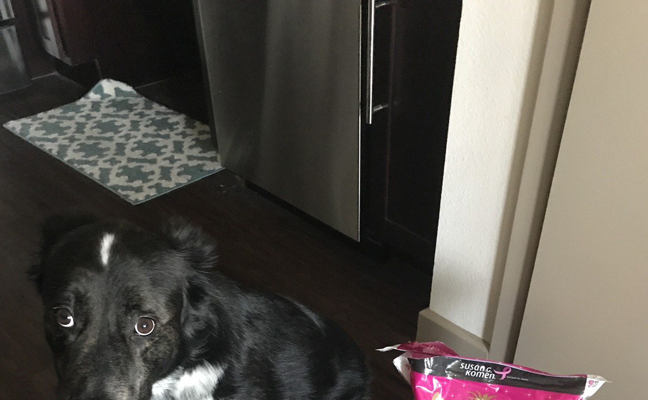 Winston liked the SparkleDog food, but he was slightly scared of the bag.