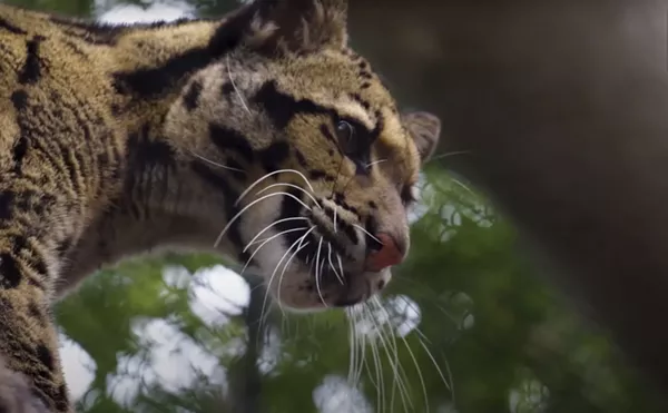 The Best Tweets About Dallas Zoo's Missing Clouded Leopard