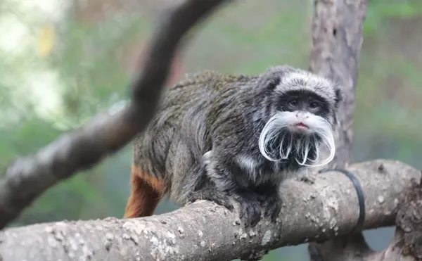 Suspect Arrested in Dallas Zoo Stolen Monkey Case