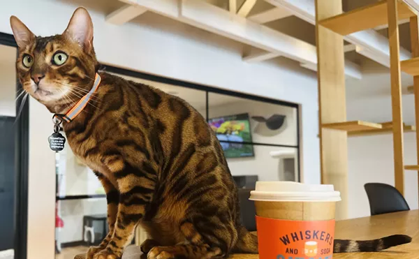A Different Kind of Coffee Break: Dallas Welcomes Its First Cat Cafe