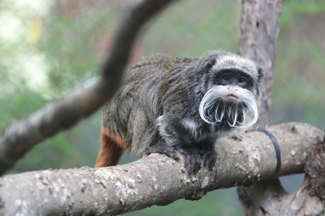 Two emperor tamarin monkeys, one of which is pictured here, were reported missing. Authorities believe they were stolen.