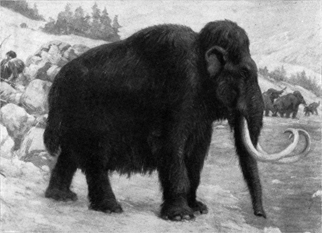 New century, who dis? The Wooly Mammoth has been MIA for a while, but a Dallas lab says it's resurrecting the prehistoric creature.