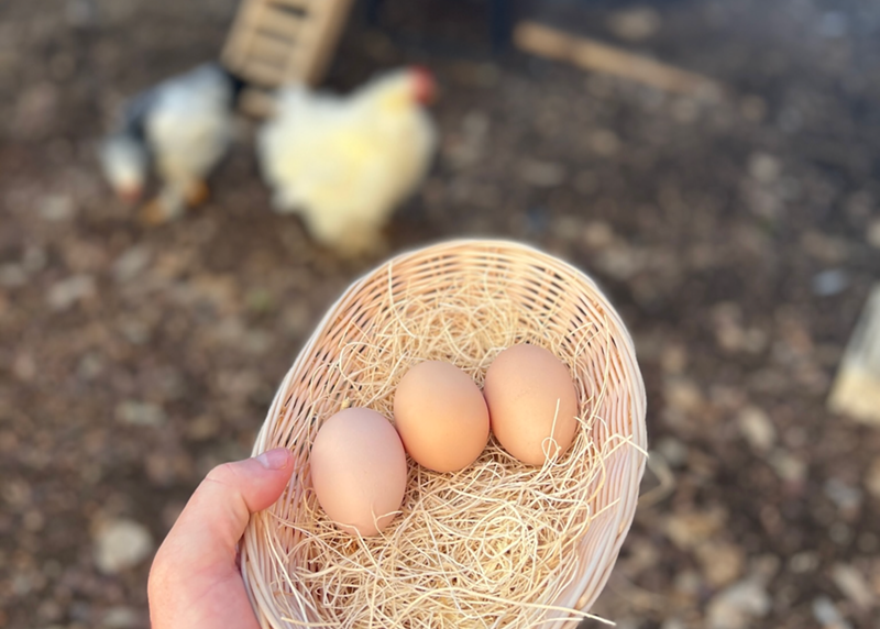 The average hen lays an egg a day.