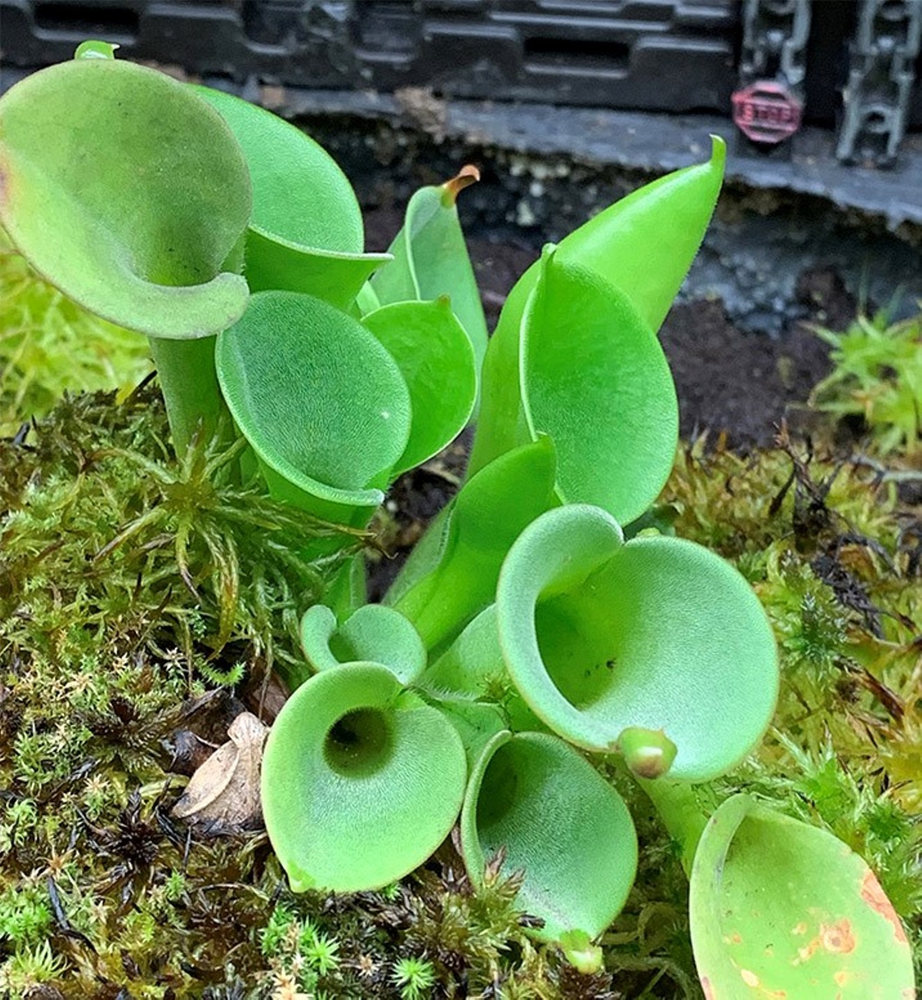 The Heliamphora minor plant nicknamed "Plowshare" is a South American marsh pitcher plant that eats small insects who fly into its tubular foliage.