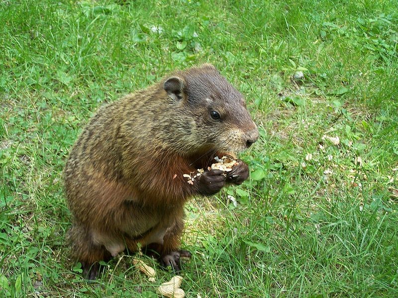 A groundhog (no relation to Arboretum Annie)