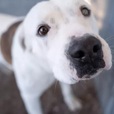 Certain breeds still aren't welcome in public housing.