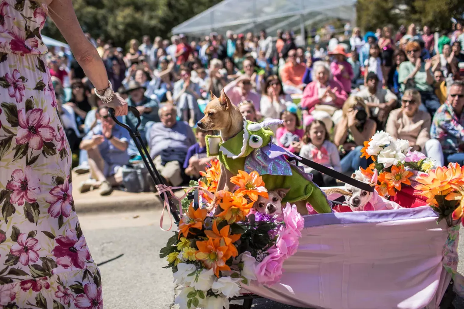 Pup and Circumstance The 2016 Easter Pooch Parade Dallas Dallas