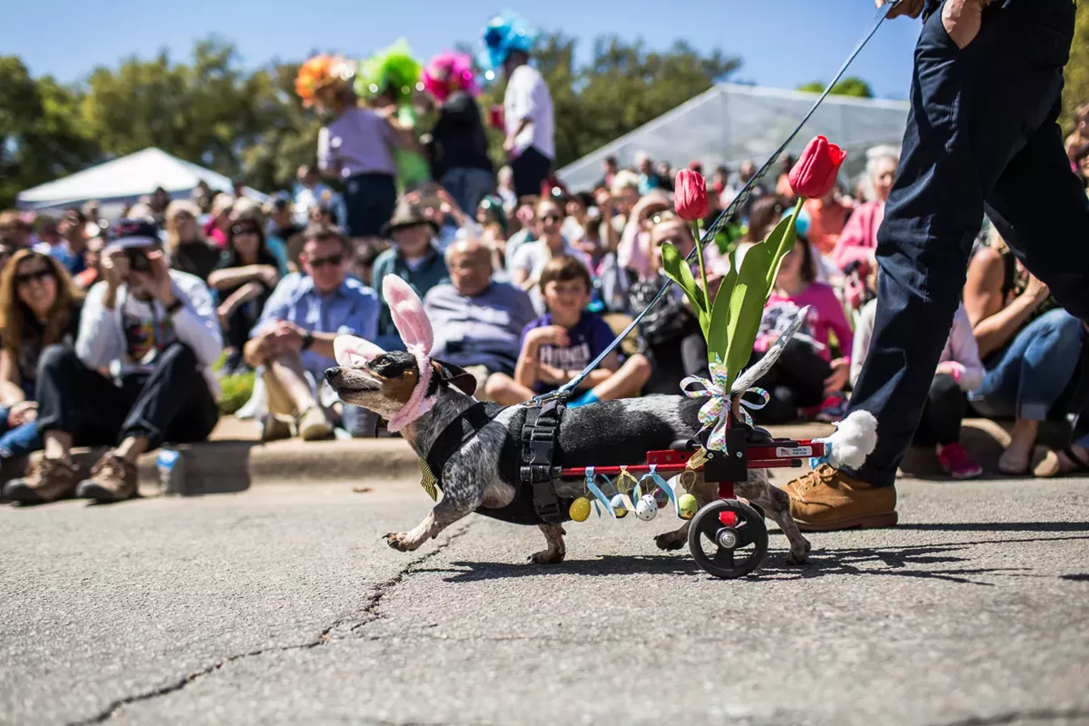 Pup and Circumstance The 2016 Easter Pooch Parade Dallas Dallas