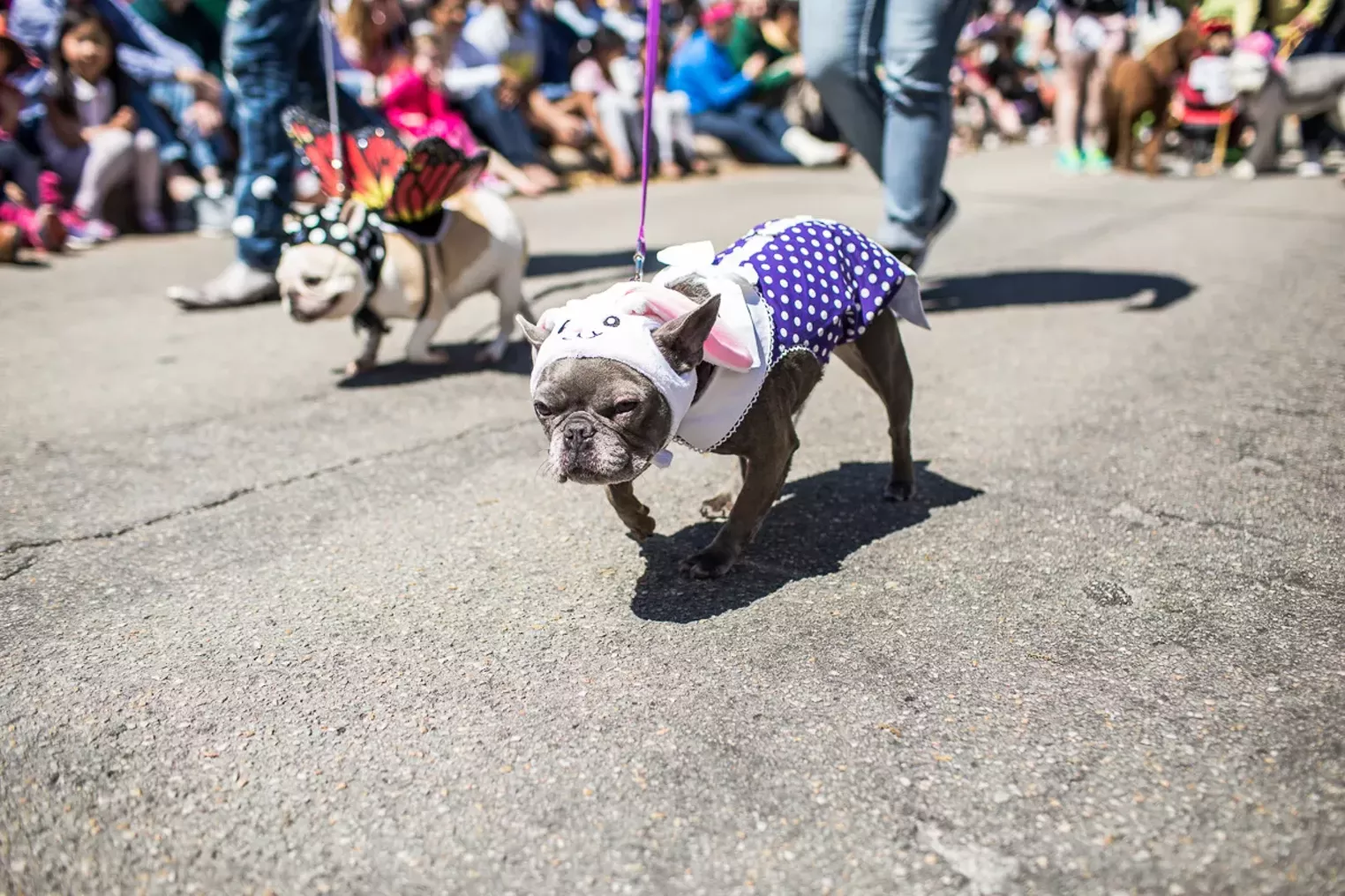 Pup and Circumstance The 2016 Easter Pooch Parade Dallas Dallas