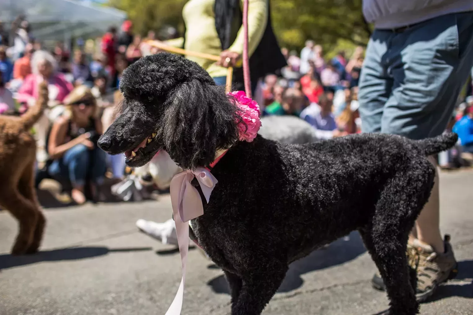 Pup and Circumstance The 2016 Easter Pooch Parade Dallas Dallas