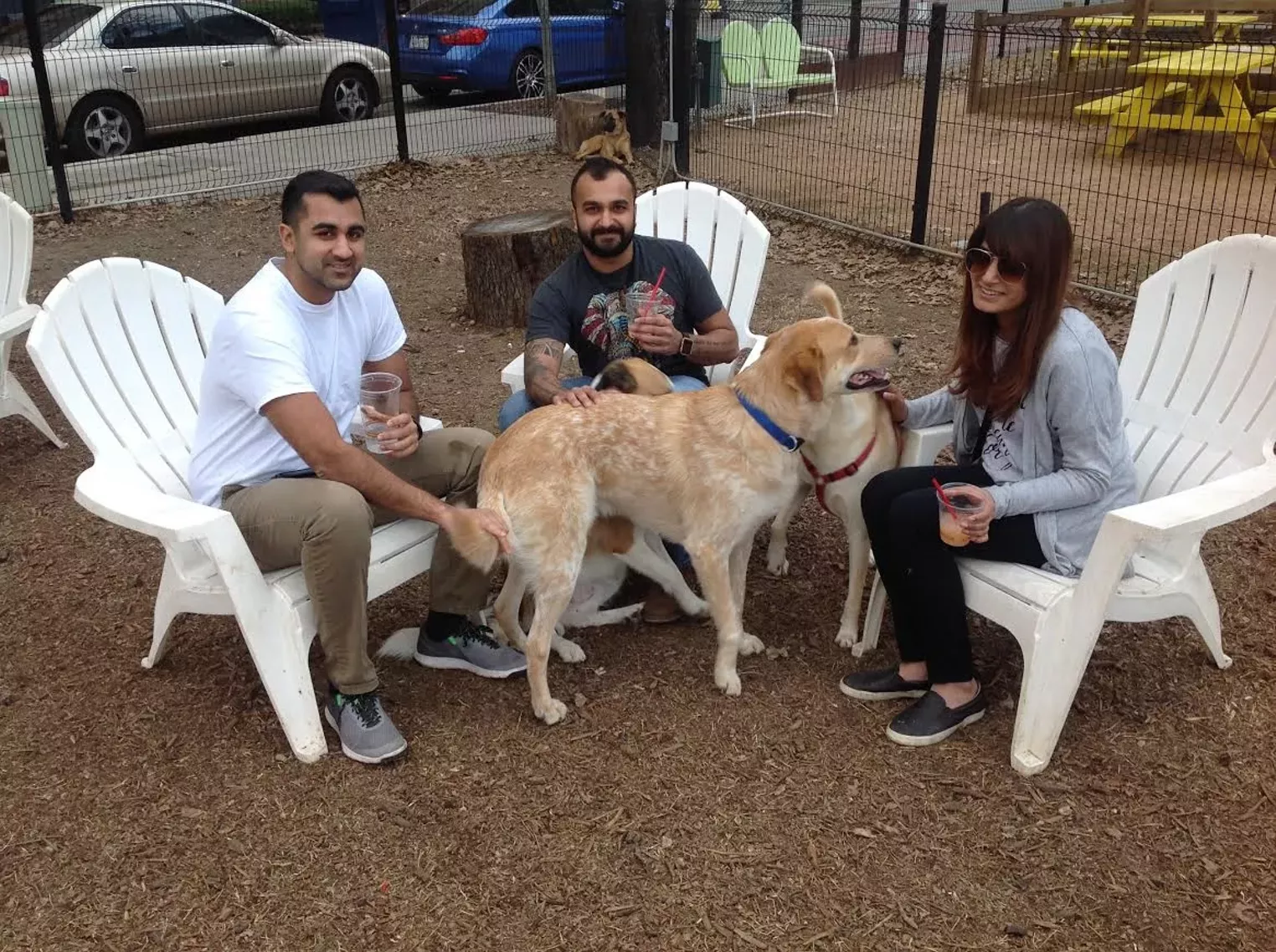 Bulldog Bonanza at Mutts Canine Cantina Dallas Dallas Observer