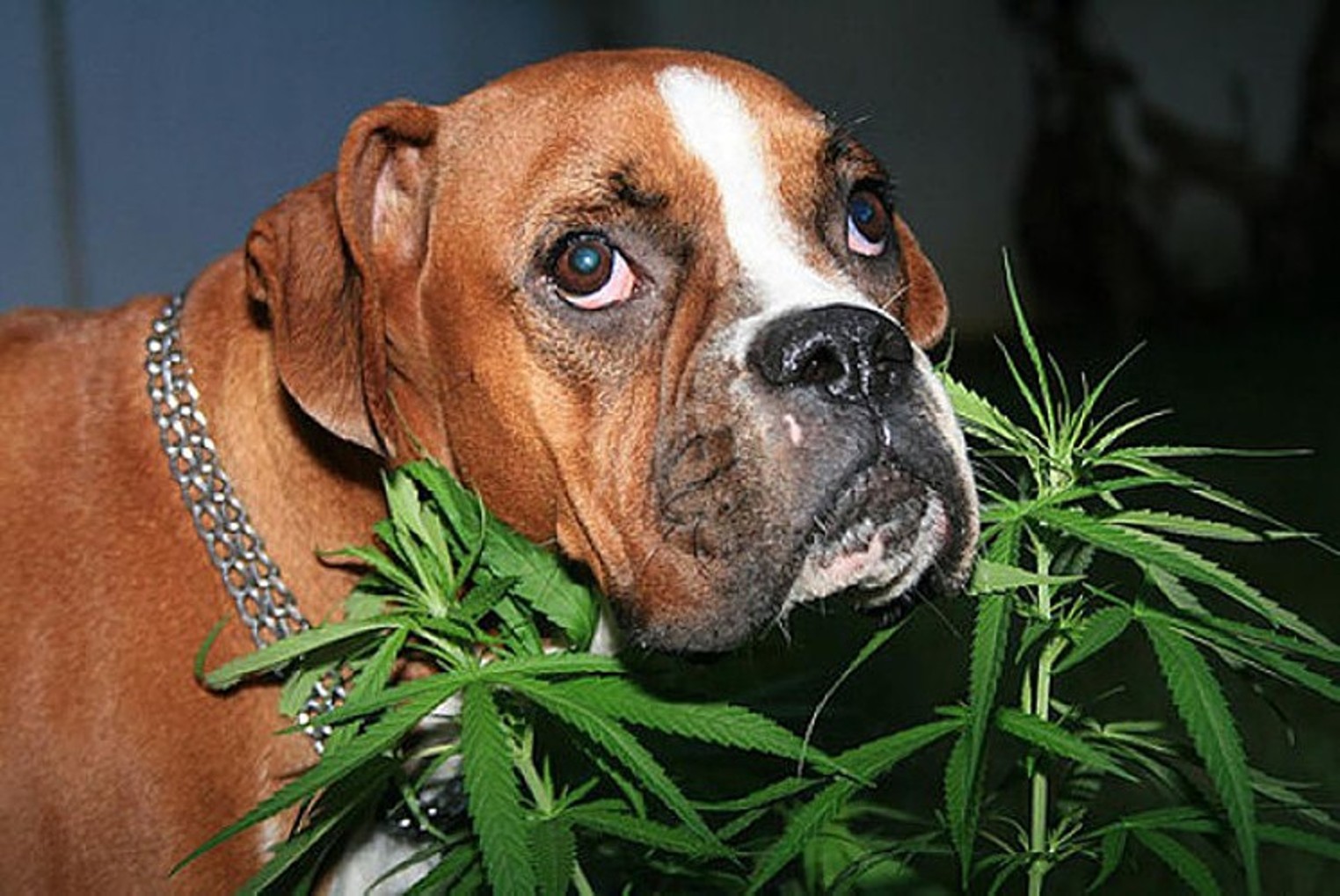 Собака и марихуана