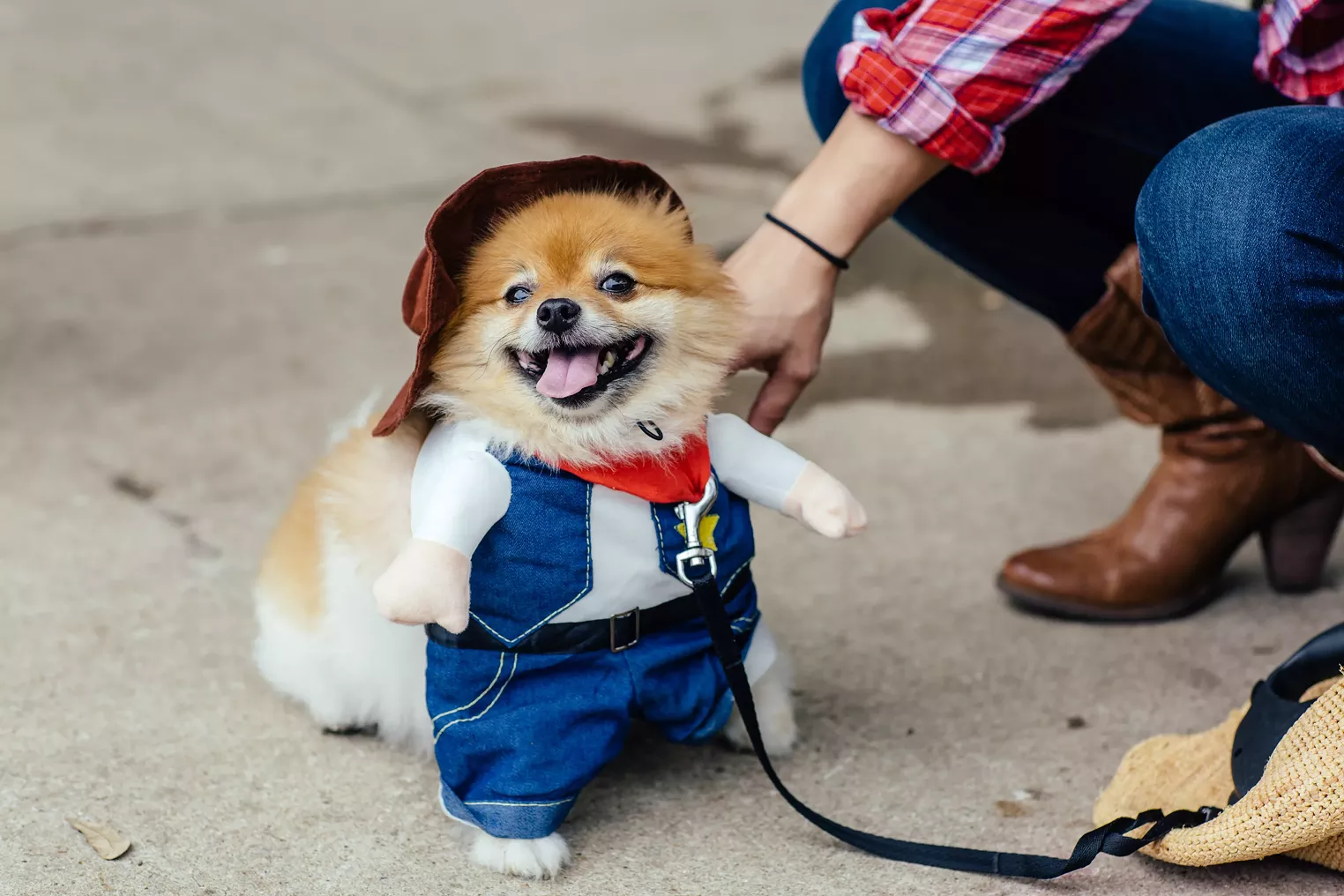 A Perfectly Pawsome Pooch Parade Dallas Dallas Observer The
