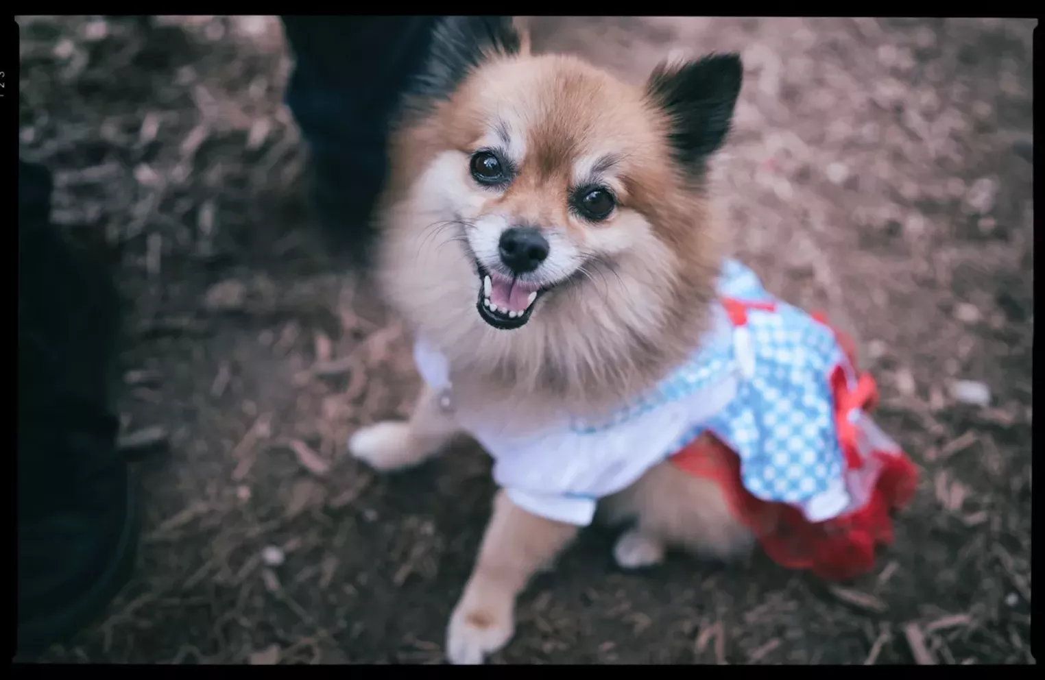 Uptown Dogs Costume it Up at Mutts Dallas Dallas Observer The Leading Independent News