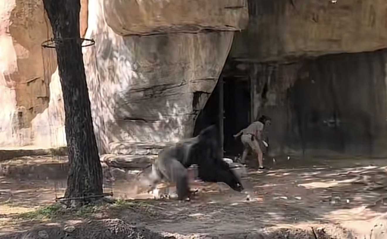 Viral Video Shows Fort Worth Zookeepers Trapped in Enclosure With Gorilla