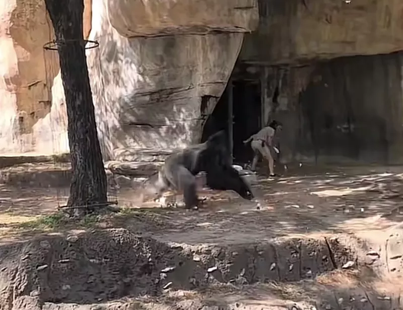 Image: A female zookeeper at Fort Worth Zoo runs from Elmo the silverback gorilla as he charged at her after entering the enclosure.